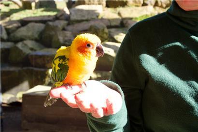 Conny, der handzahme Sonnensittich
