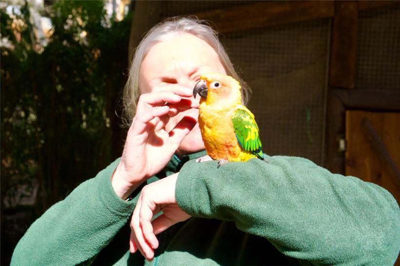 Conny, der handzahme Sonnensittich