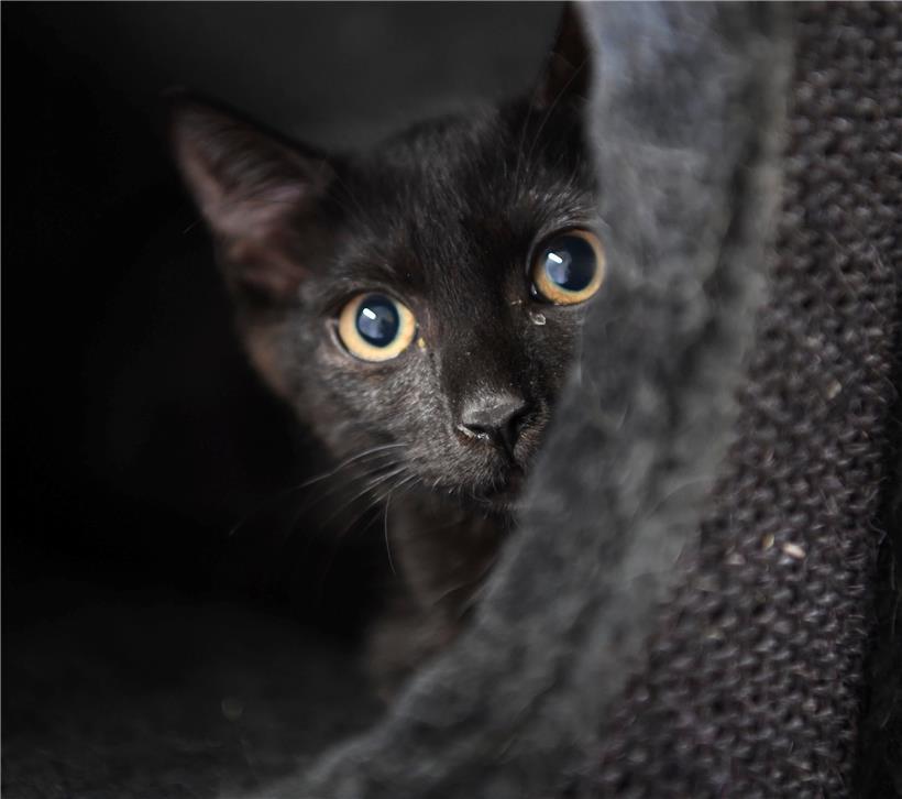 Corona wurde auch bei Hunden und Katzen festgestellt (Archivbild)
