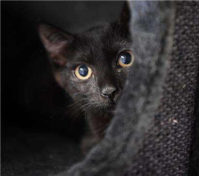 Corona wurde auch bei Hunden und Katzen festgestellt (Archivbild)
