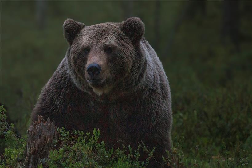 „Croire aux fauves“ raconte les conséquences d’une interaction entre la chercheuse et un ours

