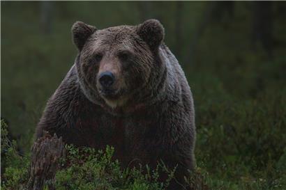 „Croire aux fauves“ raconte les conséquences d’une interaction entre la chercheuse et un ours
