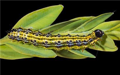 Cydalima perspectalis
