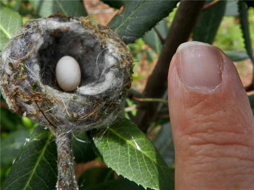 D‘Ee vun der Beienelf, dem klengsten Vogel der Welt, einer 1 cm langen Kolibriart auf einem Blatt sitzend
