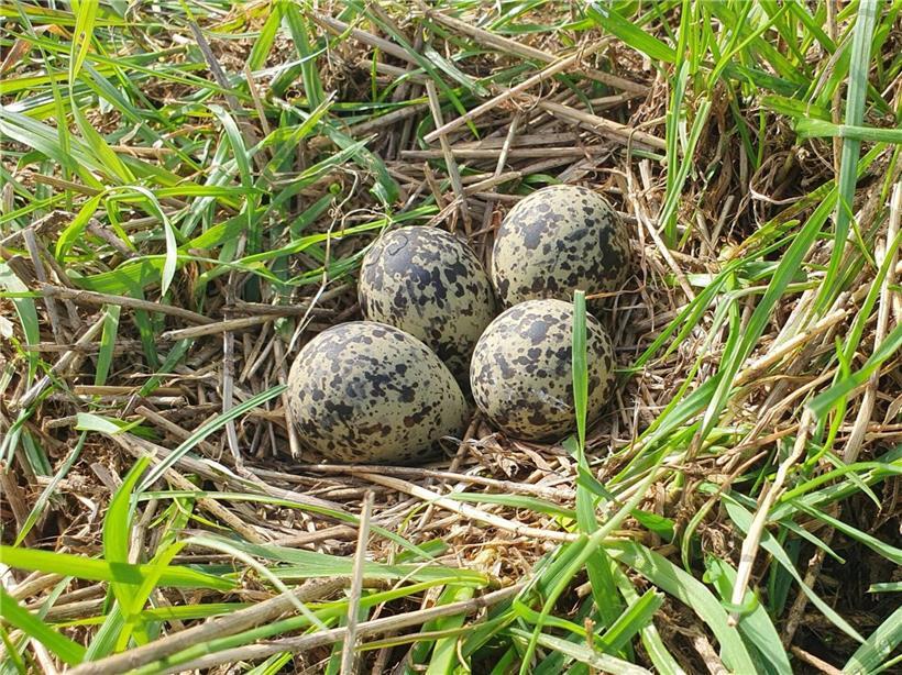 Spatzen sitzen dicht nebeneinander auf einem Ast, um im Nest gemeinsam Wärme zu teilen.