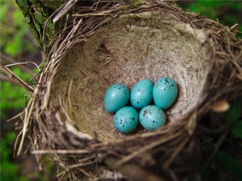 Blau gefärbte Eier in einem traditionellen Dréischel aus Holz, typisch für luxemburgische Osterbräuche