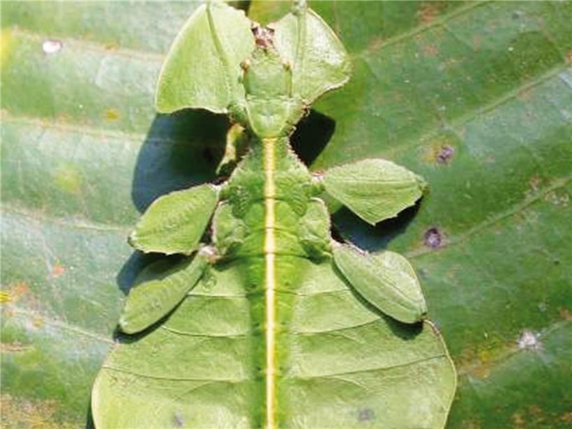Getarnte Tiere und die Hüterin von 60.000 Schätzen Gespenstschreck-Pflanze mit grünen Blättern, kaum vom Laub zu unterscheiden, natürliche Tarnung im Garten
