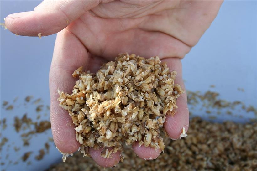 Da er so proteinreich ist, könnte Treber, ähnlich wie Soja, auch als Fleischersatz dienen
