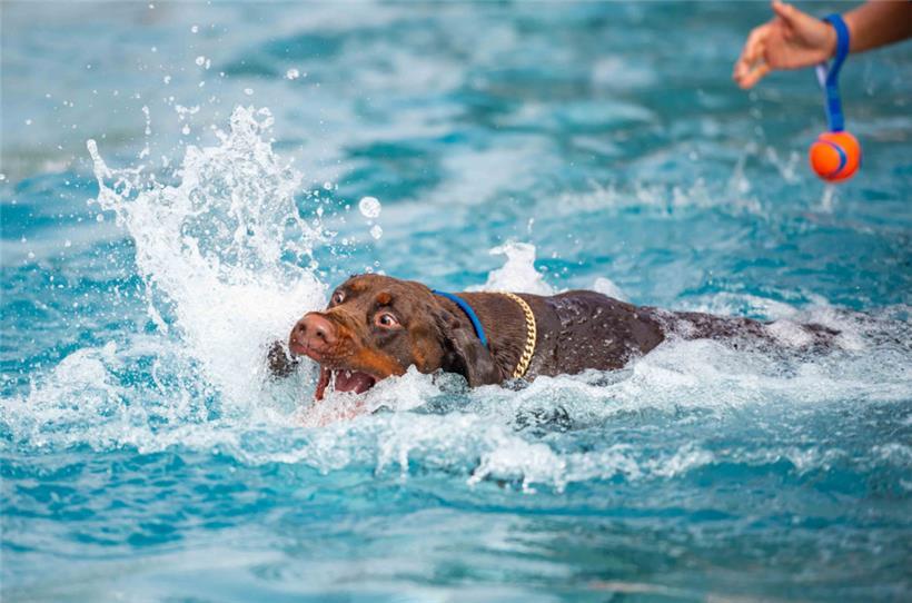 Da freute sich aber jemand auf die Erfrischung!