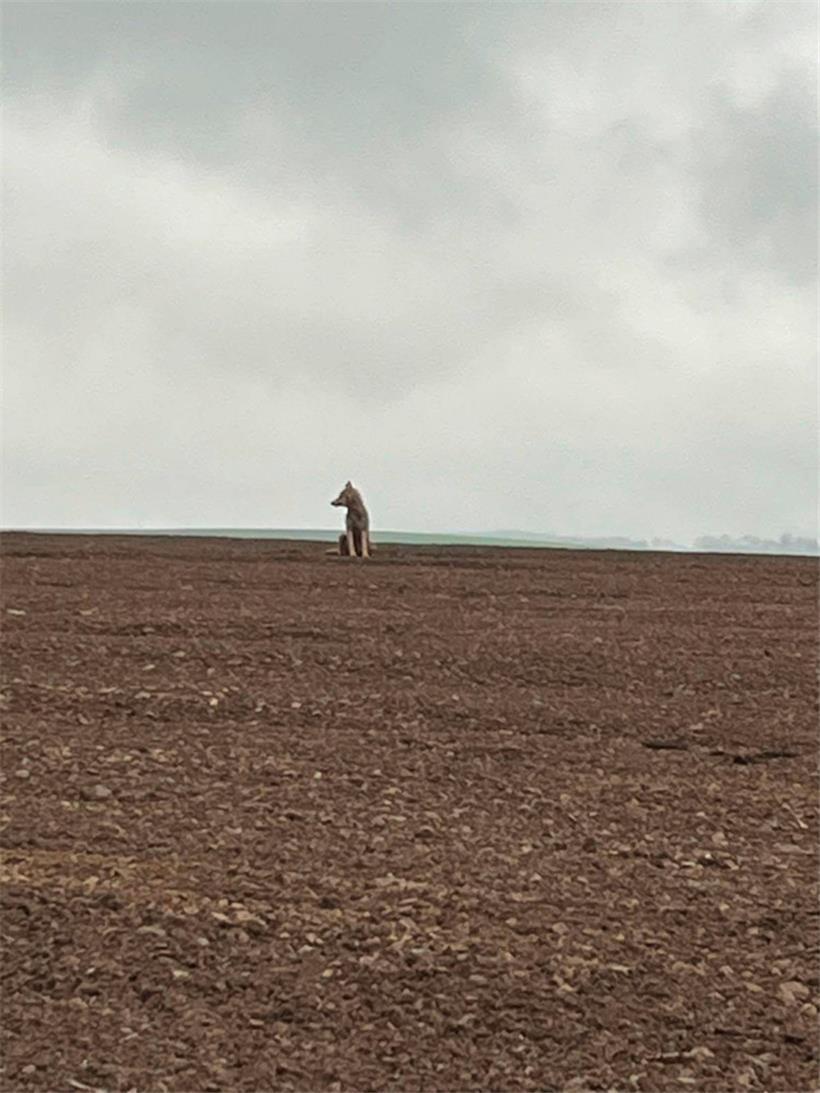 Da sitzt er auf dem Acker und guckt: der Jungwolf, den Pascal Behrendt aus Bauler fotografierte
