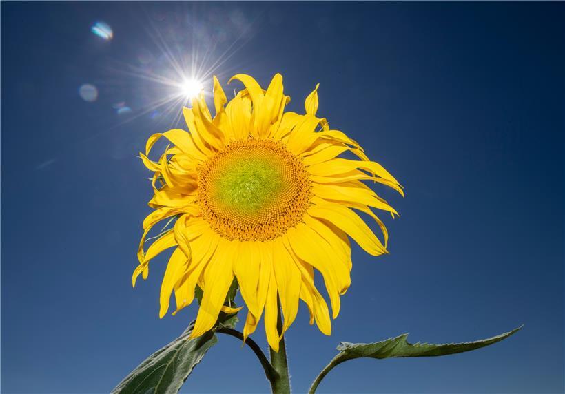 Da wird es selbst Sonnenblumen zu warm
