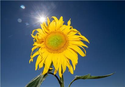 Da wird es selbst Sonnenblumen zu warm
