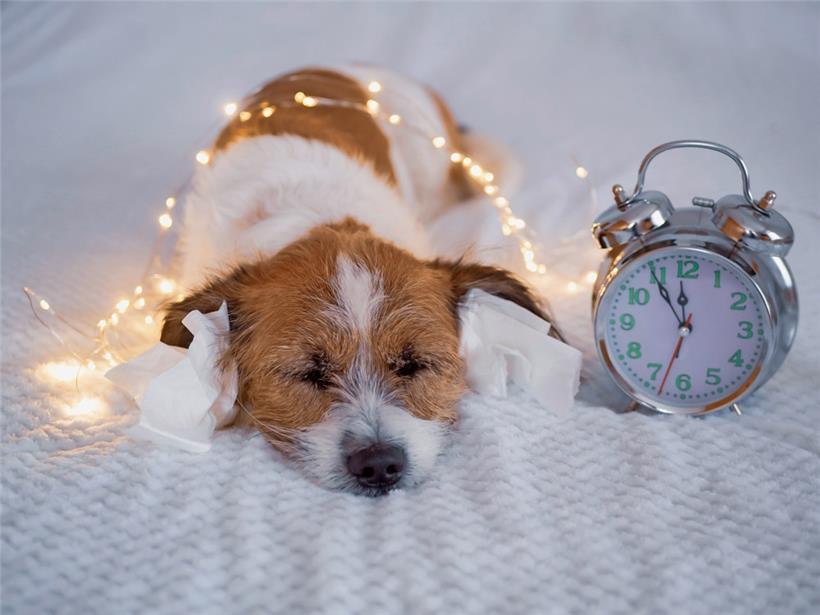 Da Hunde um ein Vielfaches besser hören als Menschen, können laute Geräusche nicht nur störend, sondern auch schädlich sein
