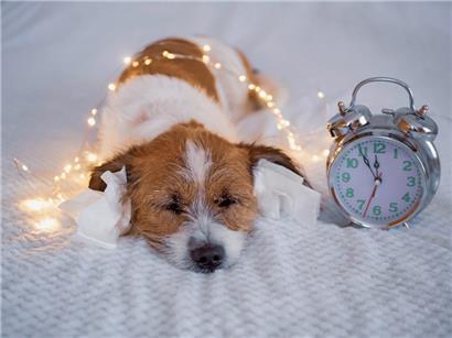 Da Hunde um ein Vielfaches besser hören als Menschen, können laute Geräusche nicht nur störend, sondern auch schädlich sein
