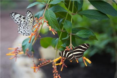 Damit auch zukünftige Generationen die zauberhaften Tagfalter in ihrem natürlichen Lebensraum und nicht nur in Schmetterlingsgärten erleben können, ist der Schutz der Artenvielfalt von entscheidender Bedeutung
