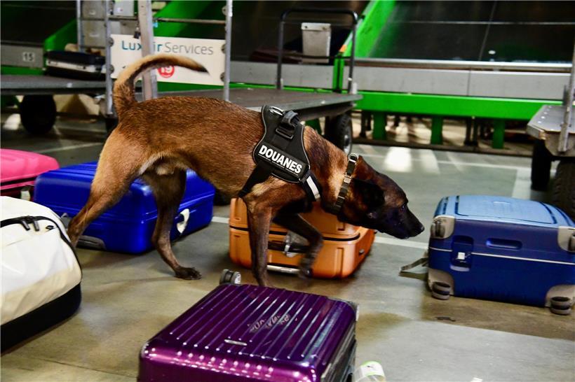 Dank tierischer Hilfe konnten die Zollbeamten einen Erfolg gegen den Drogenhandel verbuchen
