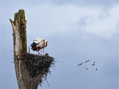 Das Alzette-Tal ist ein wichtiger Lebensraum für den Weißstorch, „natur&ëmwelt“ warnt vor den Folgen der geplanten Umgehungsstraße