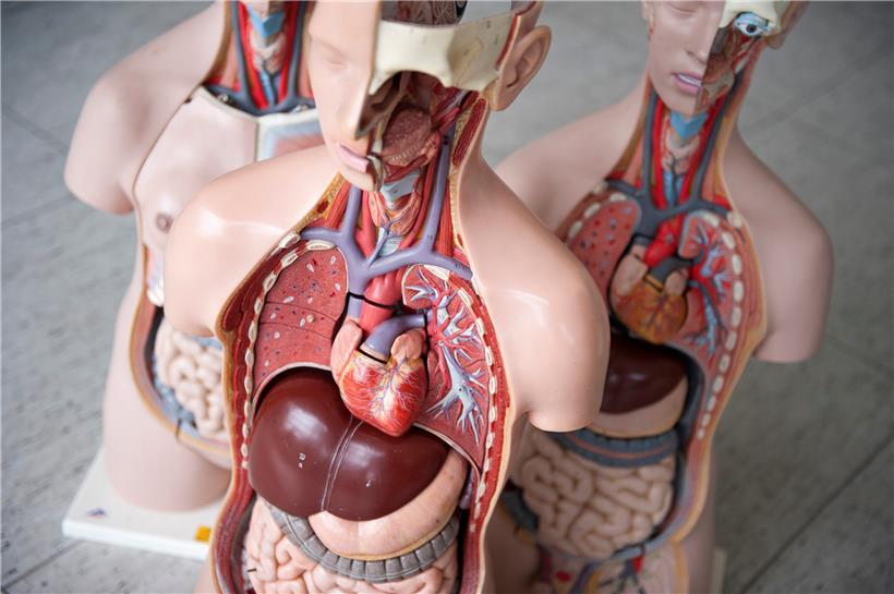 Das Anatomische Modell eines Menschen, in der Medizinischen Hochschule Hannover. (Symbolbild
