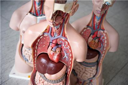 Das Anatomische Modell eines Menschen, in der Medizinischen Hochschule Hannover. (Symbolbild
