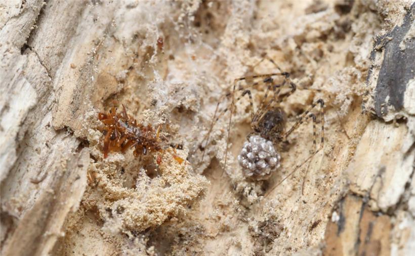 Das Bild zeigt eine Knochensammler-Raupe neben einer Spinne in einem Spinnennetz, die sich mit Körperteilen eines Beutetiers getarnt hat
