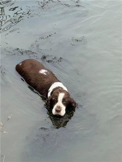 Das CGDIS rettete am Sonntag einen blinden Hund 
