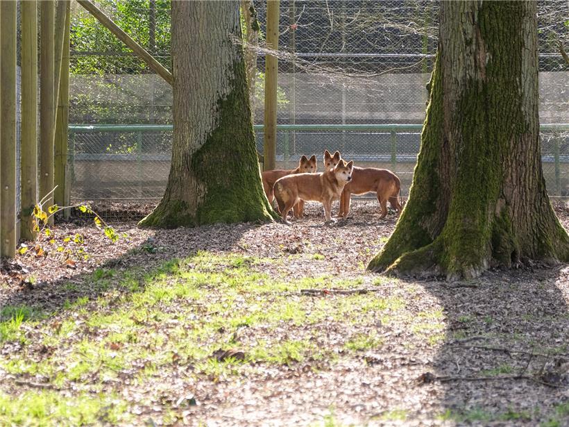 Drei ältere Dingos ruhen friedlich im Dingo-Altersheim, einem Schutzort für senioren Tiere in natürlicher Umgebung