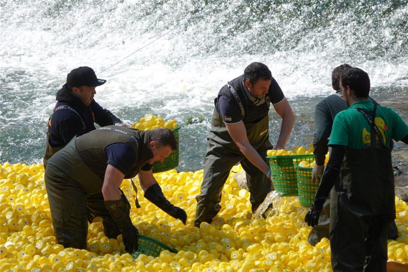 Das Einfangen ist Handarbeit: Die Organisatoren stellen sicher, dass sich kein E...