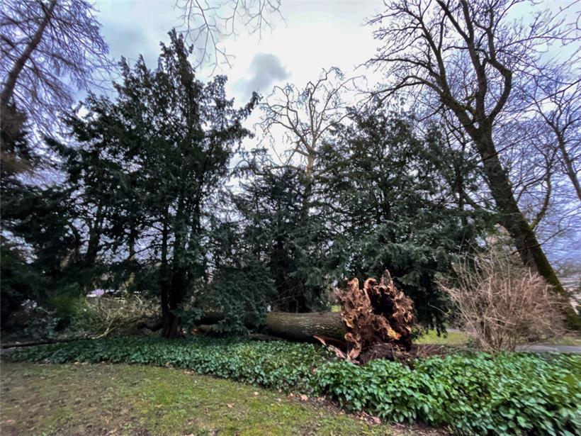 Das Foto zeigt einen umgefallenen Baum im „Parc municipal“ in Luxemburg-Stadt

