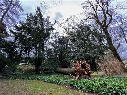 Das Foto zeigt einen umgefallenen Baum im „Parc municipal“ in Luxemburg-Stadt
