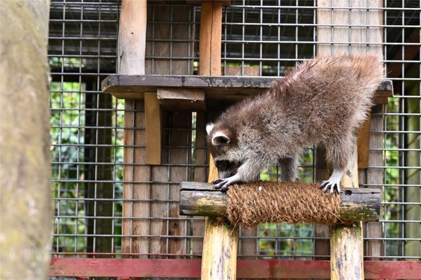Das Garn an den Leitersprossen soll Rutschen verhindern