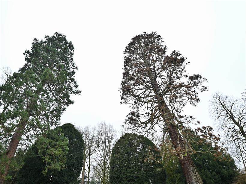Rund 150 Jahre alter Riesenmammutbaum wird am Wochenende gefällt
