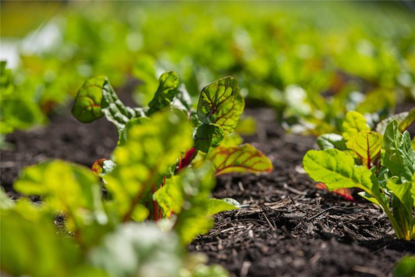 Das „Geméiswierk“ ist ein „Best Practice“-Beispiel für die Zusammenarbeit von Bioproduzenten und Schulkantinen
