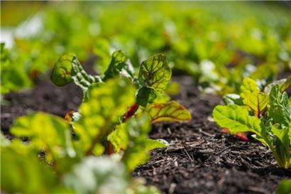 Das „Geméiswierk“ ist ein „Best Practice“-Beispiel für die Zusammenarbeit von Bioproduzenten und Schulkantinen
