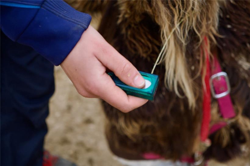 Das Geräusch des Klickers symbolisiert den Tieren, dass sie etwas richtig gemacht haben
