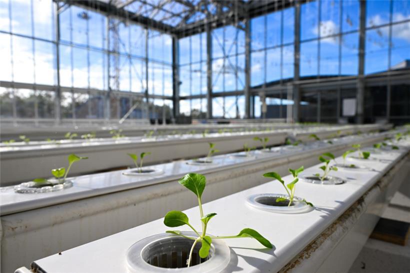 Das Gewächshaus ist 380 m² groß
