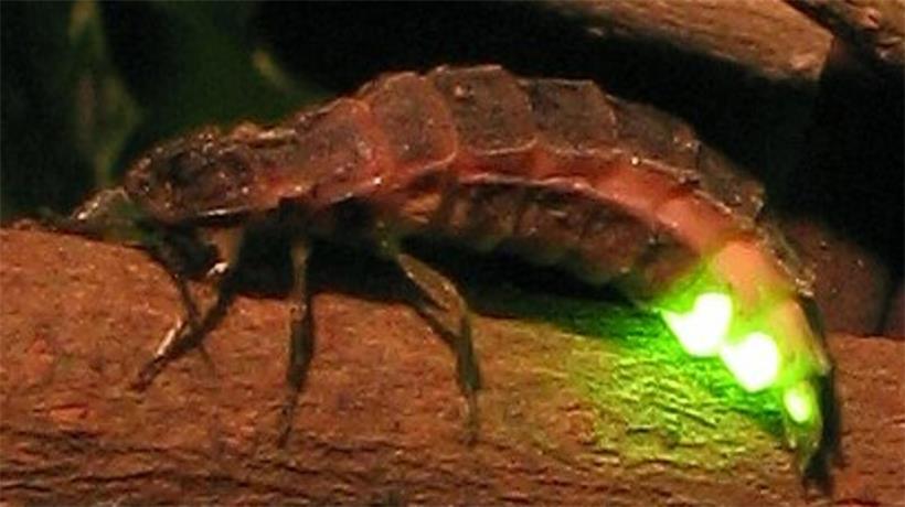 Glühwürmchen leuchten sanft im Dunkeln und erzeugen dabei kaum Wärme, natürliche Biolumineszenz erklärt