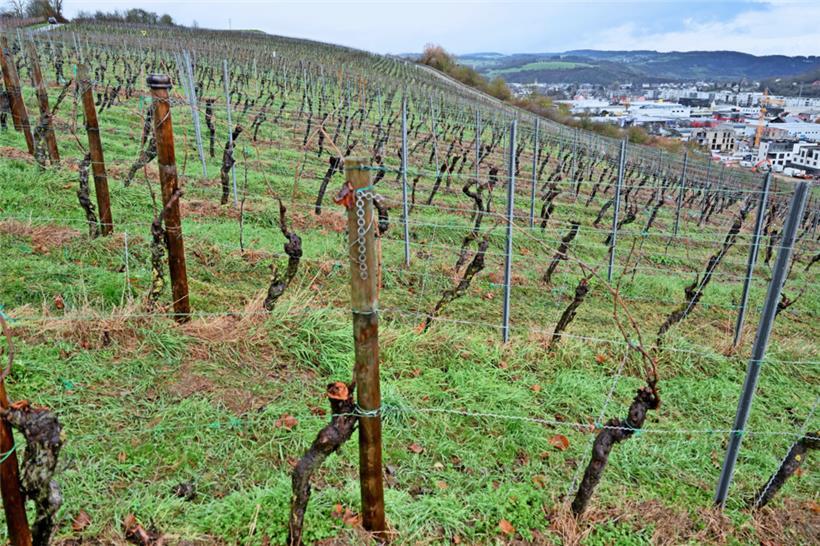 Das Moseltal ist nicht nur Freizeitregion mit vielen Touristen, sondern auch Weingegend, wie dieser Blick auf Mertert-Wasserbillig zeigt 

