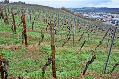 Das Moseltal ist nicht nur Freizeitregion mit vielen Touristen, sondern auch Weingegend, wie dieser Blick auf Mertert-Wasserbillig zeigt 
