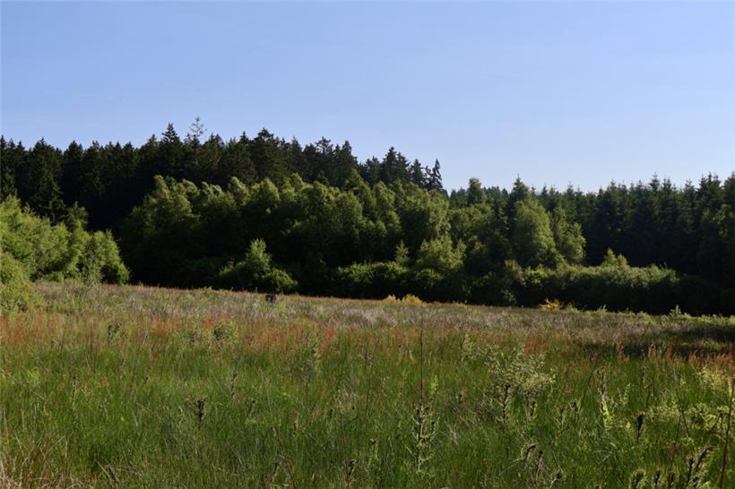 Das Naturschutzgebiet Conzefenn umfasst ein Mosaik aus Feuchtgebieten entlang der Bäche Fennbaach und Kailsbaach
