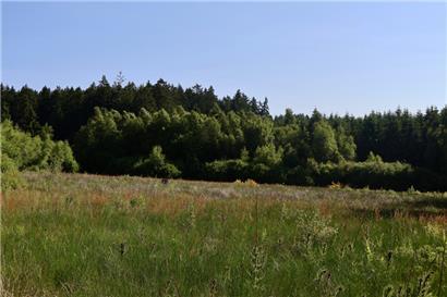 Das Naturschutzgebiet Conzefenn umfasst ein Mosaik aus Feuchtgebieten entlang der Bäche Fennbaach und Kailsbaach
