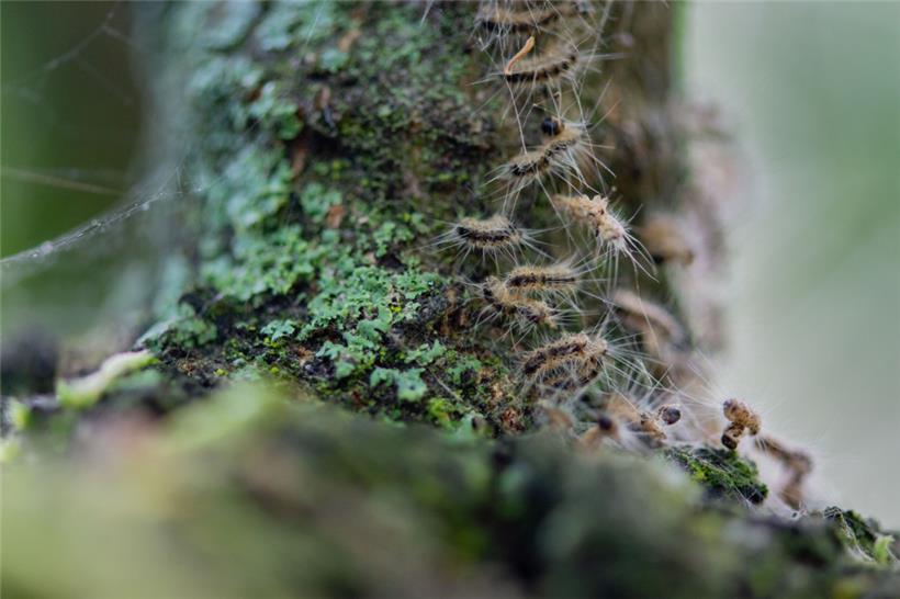 Das Nesselgift des Eichenprozessionsspinners verursacht bei vielen Menschen und Haustieren eine allergische Reaktion
