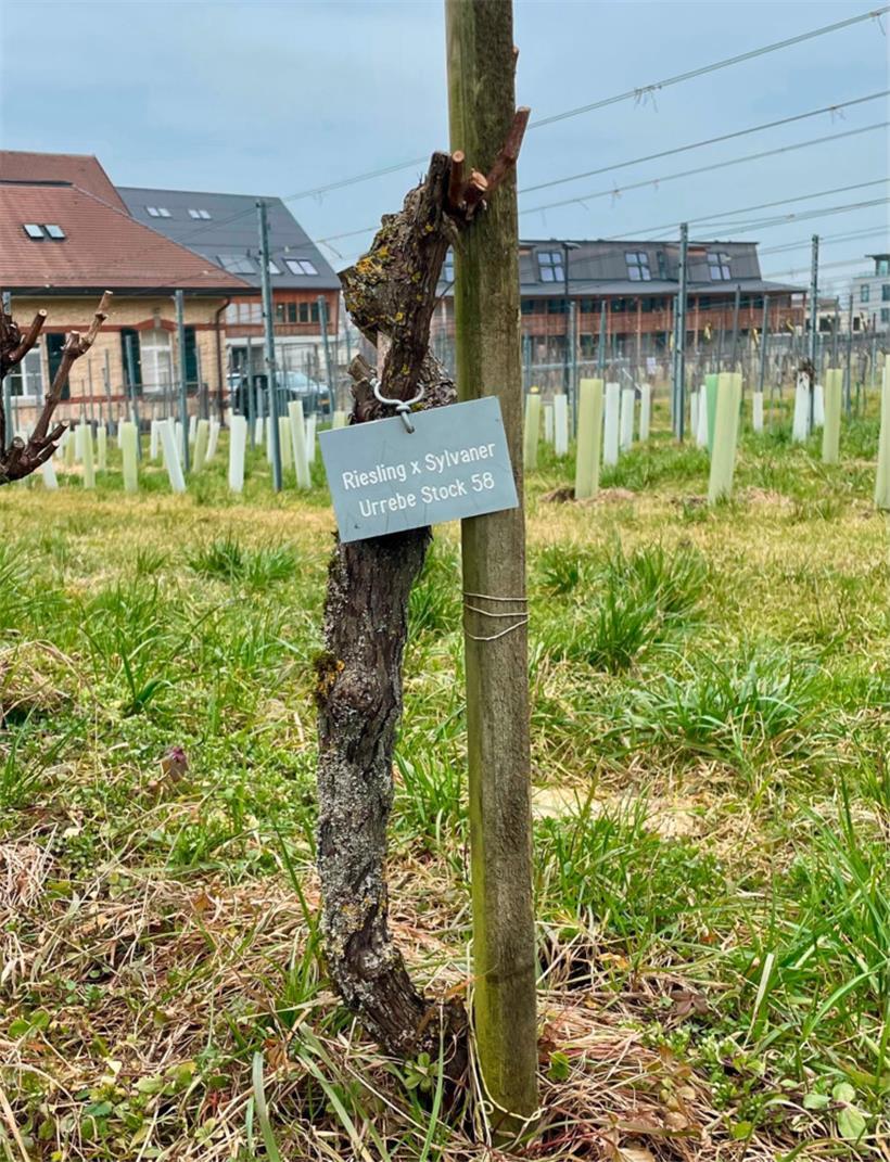 Das „Objekt der Begierde“: die Urrebe Stock 58
