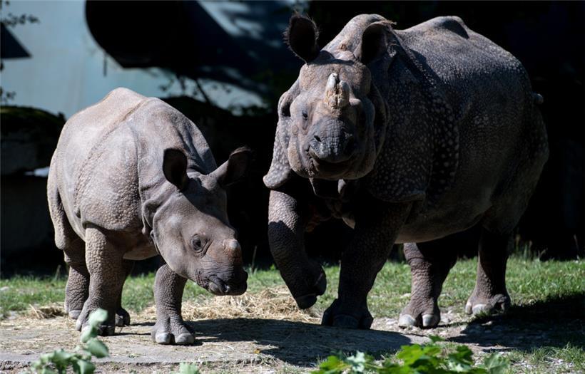 Das Panzernashorn Puri (l) steht am 31.08.2016 in München (Bayern) zusammen mit seiner Mutter Rapti im Tierpark Hellabrunn in seinem Gehege
