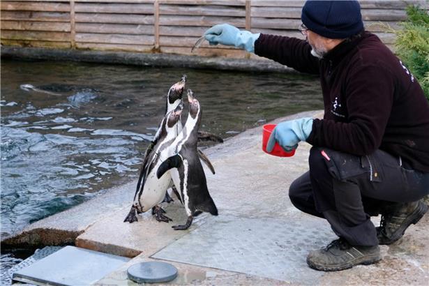 Personal füttert Tiere in einem modernen Tiergehege dreimal täglich für artgerechte Tierpflege