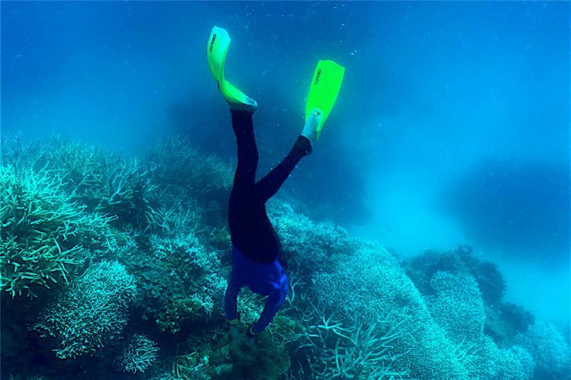 Das Riff, das aus 3.000 Einzelriffen besteht und die Heimat von 1.500 Fischspezies und 400 Korallenarten bildet, leidet seit Jahren an den Folgen des Klimawandels
