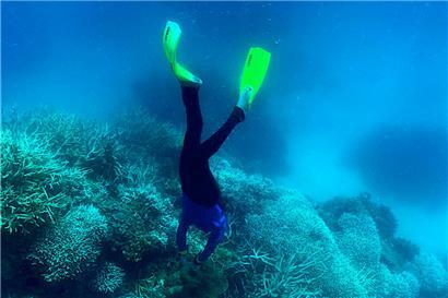 Das Riff, das aus 3.000 Einzelriffen besteht und die Heimat von 1.500 Fischspezies und 400 Korallenarten bildet, leidet seit Jahren an den Folgen des Klimawandels
