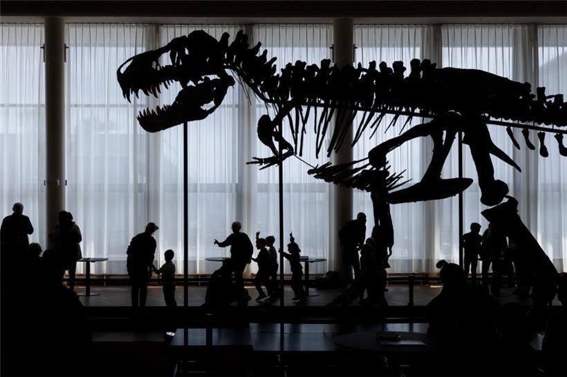 Das Skelett des fast zwölf Meter langen Tyrannosaurus namens „Trintity“ wird demnächst versteigert
