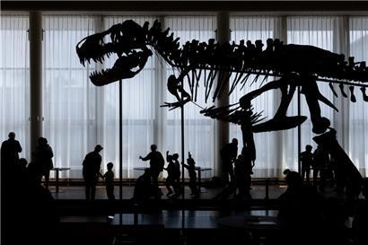 Das Skelett des fast zwölf Meter langen Tyrannosaurus namens „Trintity“ wird demnächst versteigert
