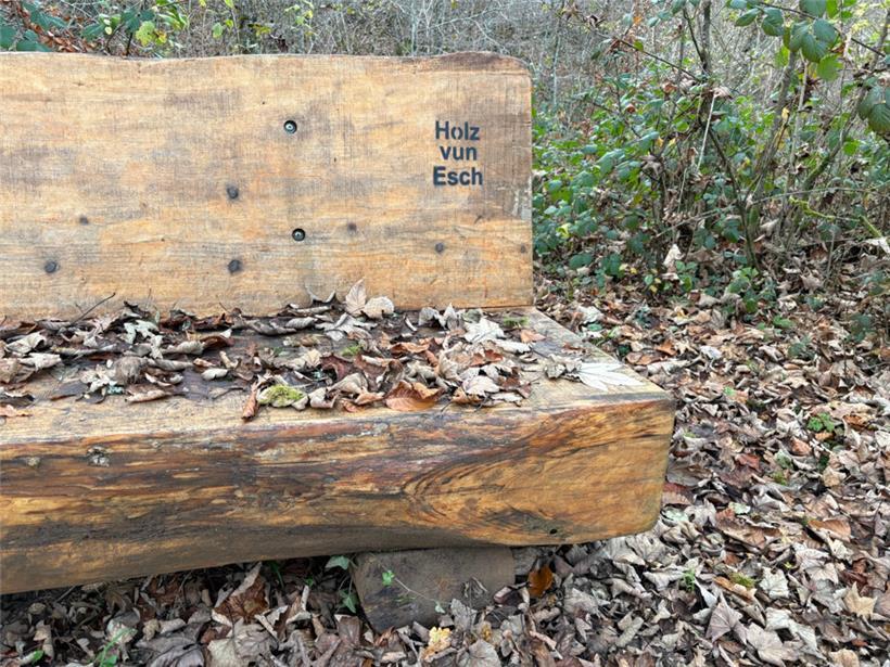 Das Stammholz wird etwa verwendet, um Sitzbänke zu bauen
