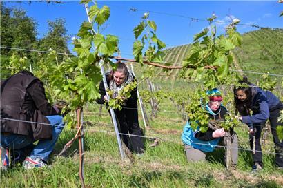 Das Tageblatt-Team putzt fleißig die Reben – unter professioneller Anleitung von Winzerin Corinne Kox (r.) 
